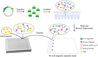 Development of a highly sensitive Gaussia luciferase immunoprecipitation assay for the detection of antibodies against African swine fever virus